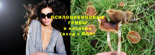 гидра Михайловка